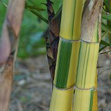 Phyllostachys vivax Huangwenzhu inversa.JPG